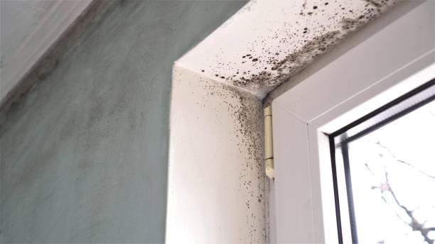 Best Residential Mold Inspection & Testing  in Lafayette, OR