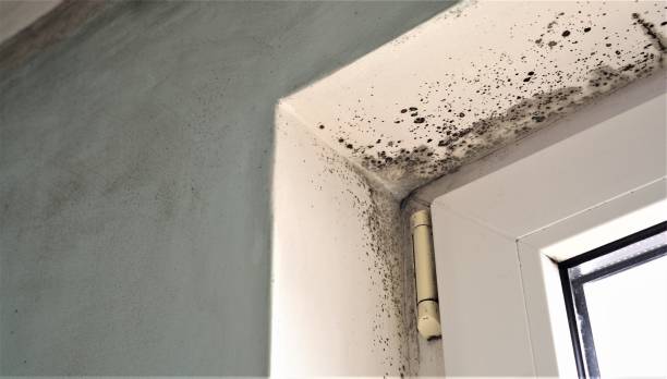Best Air Quality Testing for Mold Spores  in Lafayette, OR