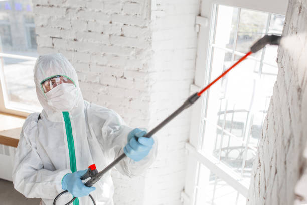 Best Attic Mold Removal  in Lafayette, OR