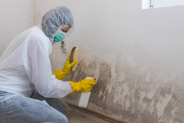 Mold Remediation for Vacation Homes in Lafayette, OR