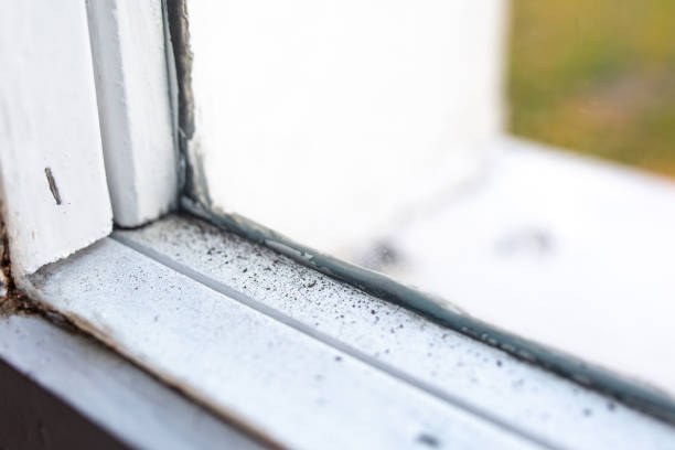 Best Commercial Mold Inspection  in Lafayette, OR