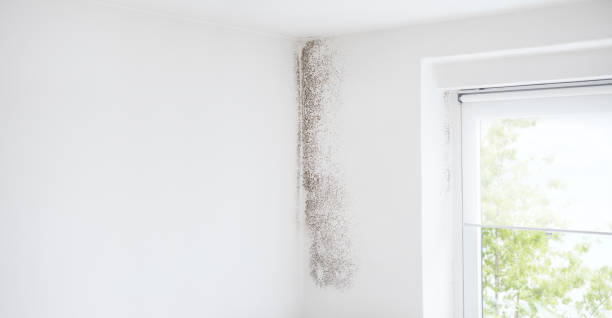 Best Biohazard Mold Removal  in Lafayette, OR