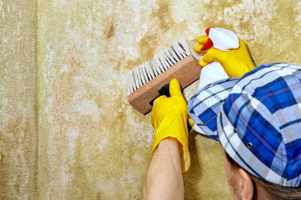 Best Post-Construction Mold Inspection  in Lafayette, OR