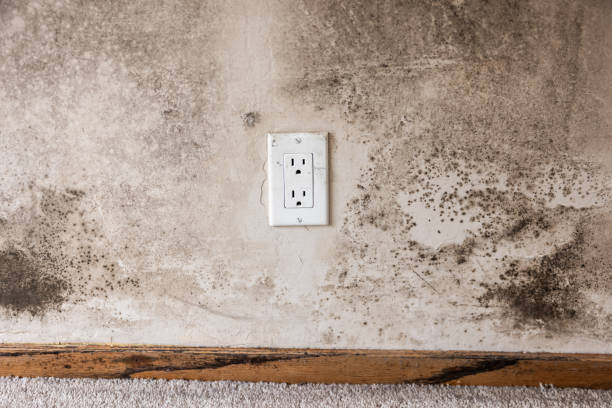 Best Mold Remediation for Vacation Homes  in Lafayette, OR