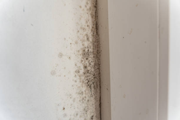 Best Emergency Mold Remediation  in Lafayette, OR